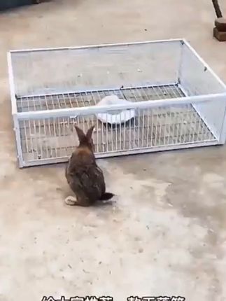 养鸽子再也不愁!自动进鸽神器 #猫猫算是把日子过明白了 #当你有一个小狗背包 #当我给小猫买了个反重力饮水机 #戴上肌肉臂秒变“哈肌咪”