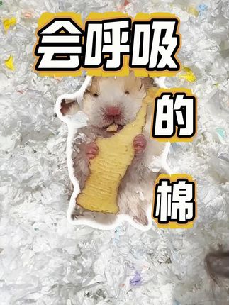 买纸棉的小攻略,全中就是好纸棉。 #金丝熊 #仓鼠 #养鼠日常分享 #提野星纸棉 #纸棉仓鼠垫料