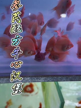 牛心汉堡七彩神仙鱼埃及异形热带鱼用 好的牛心汉堡是身经百战测试出来的,不是臆想推测出来的!参芪配方牛心汉堡,2厘米幼苗断虾卵后直接投喂,肚子吃的圆滚滚也不怕肠炎!全新的科学配方,制作工艺,20分钟极速冷冻,品质保证!#牛心汉堡#七彩神仙鱼饲料#七彩鱼食牛心汉堡 