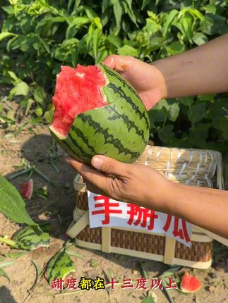 就是这款小西瓜,孕妇小孩都可以放心吃,薄皮爆汁真过瘾! 今天晚上七点直播,想吃新鲜现摘的小西瓜的,发财小手点个专注,晚上直播间教大家挑到报恩西瓜~##夏天来点“凉快”美食 #优质农产品 #减脂期做饭有多简单
