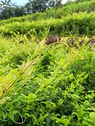 喝上一口,远离都市喧嚣,享受山间清新滋味! 想喝好东西却没合适选择?这款茶叶帮你解决难题!