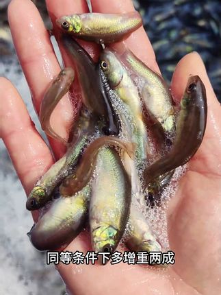 水花溅得欢,存活率就高!扎堆不乱撞,应激反应小,新手也能养。老手更得算笔账,这苗打小就能抢食,同等条件下多增重两成,年底拉网,产量比别人高一大截#丁桂鱼 #水产养殖基地 #淡水养殖 #重庆棠仲承渔场