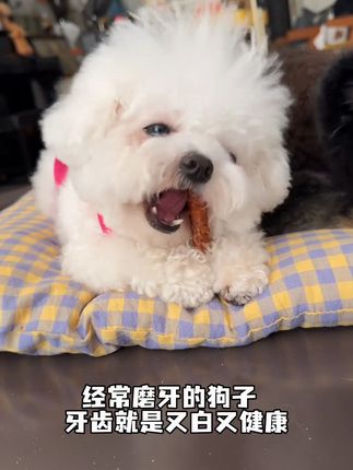 狗狗零食鸡鸭肉缠牛皮磨牙棒 #狗狗磨牙零食#小狗零食#狗狗零食#狗零食#现在的狗狗也太卷了吧