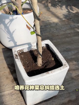 家里阳台也能种出新鲜蔬菜!营养土包邮到家 富含有机质营养土,疏松透气、保水保肥#这盆多肉秋千真是荡到我心上了 #我的花花草草🌸🌸 #养花种菜专用土 #阳台养花