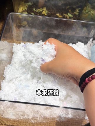 去年提野星卖爆的纸棉,又来啦!! #仓鼠 #仓鼠纸棉 #抖in萌宠计划 #提野星保暖纸棉