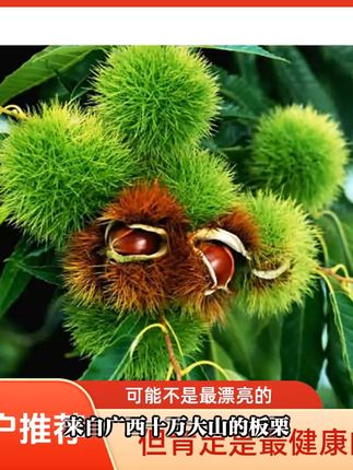 高山野树新鲜板栗,一口咬下满嘴香糯! 今天又是一个忙碌的一天!晚上回家吃上一口这美味坚果,一天疲惫都烟消云散了!#板栗#新鲜板栗#软糯香甜#新鲜板栗上市#乡村美食满满的烟火气