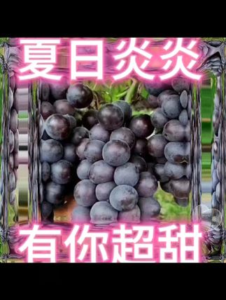 夏日解渴就吃这葡萄!汁多味甜全州县直送 今天是丰收的日子!感谢大家的支持与厚爱!有需要的朋友点击小黄车下单吧!#夏天来点“凉快”美食#为啥花生过敏在国内很少听说#尝尝一颗东洋乌梅#卡美罗自制大赛