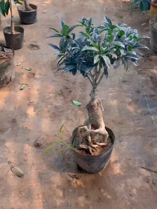 老朱砂  #桂花盆栽 #八月飘香 #丹桂飘香 