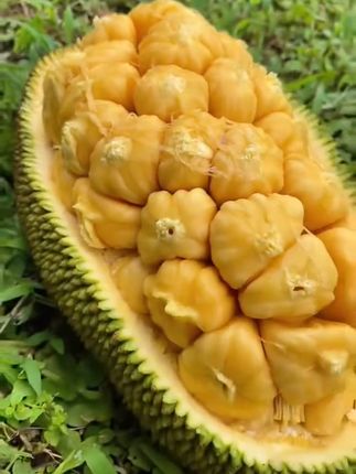 榴莲的香浓 + 菠萝蜜的清甜 = 王炸CP! #榴莲蜜 #榴莲 #抖音美食推荐官 #热带水果