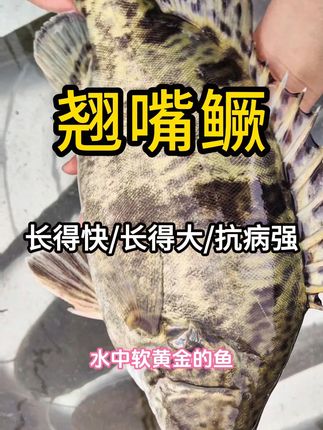 8-10公分桂鱼苗,活跃苗情非常巴适#鳜鱼 #桂鱼苗 #桂鱼苗批发 #鱼苗批发 #重庆棠仲承渔场