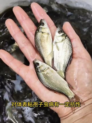 中科5号鲫鱼 体色银黑,鳞片紧密不易脱鳞,身型偏修长。生长速度快,一龄鱼生长速度比中科3号平均提高18%,抗病能力强,感染鲫疱疹病毒时存活率平均提高12%,对体表粘孢子虫病有一定抗性。肌间骨总数相对较少,6月龄和18月龄时分别减少9.47%和4.45%,肉质细嫩,出肉率高#鱼苗 #鲫鱼苗 #鲫鱼苗批发 #养殖批发 #重庆棠仲承渔场