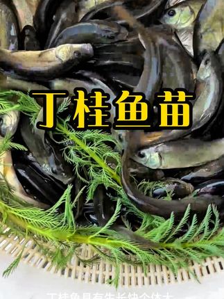 丁桂鱼耐低氧,抗病性强,养殖简单,养殖当年就可上市。 一年可长2-3斤,能长15斤#鱼苗 #淡水鱼苗 #养殖 #水产 #水产养殖基地