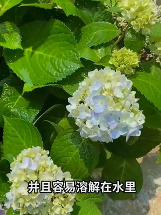 限时捡漏!这款价格砍到地板价 抖音专属宠粉价,比线下便宜一大截!品质在线,颜值也能打,就这一波福利,小黄车赶紧锁死~#领沃 #肥料 #水溶肥 #绿植 #花肥