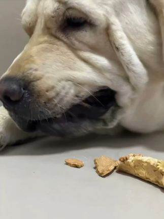 告别猫粮单调!阿满宠物烘焙让你爱宠吃得开心每一天 买家秀香香的狗狗爱吃