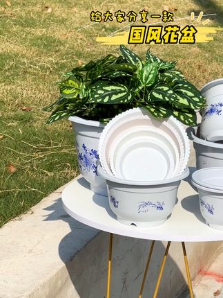 国风花盆,颜值实力双在线! 养花缺款好看又好用的盆?这款红白双色花盆正合适!盆身国风印花清晰精致,红的明艳、白的素雅,摆在哪儿都显格调,中式家居超搭。规格特别全,不管养多肉、绿萝,还是月季、兰草,都能找到适配尺寸。盆身厚实耐用,底部透水孔设计很贴心,疏水透气不烂根,浇水不积水,清洁也方便,让花草长得旺,你养花更舒心!#中国风花盆 #花盆 #爱生活爱养花 #塑料花盆 #树脂花盆