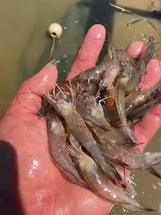家里对虾越养越瘦,脱壳慢,长不大,卖相差。你家塘口是不是也有这种情况?教你一招轻松解决,拌料时撒上富硒酵母铁,连续投喂,对虾猛长膘,壳硬肉满。#南美白对虾 #水产养殖 #虾蟹养殖 #酵母铁 #三农