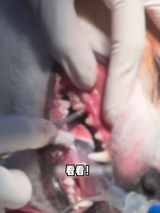 这个真的方便了,再也不用每天强迫狗狗刷牙了,狗狗还很爱喝#萌宠好物 #宠物洁齿水 #益生菌
