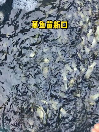这是草鱼苗新口,长得快,现在可以吃一些嫩一点的草了 #草鱼苗 #草鱼苗养殖 #鱼苗养殖 #水产养殖