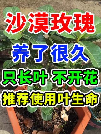 沙漠玫瑰养不死的秘诀 #沙漠玫瑰 #种植花卉 #养护小技巧