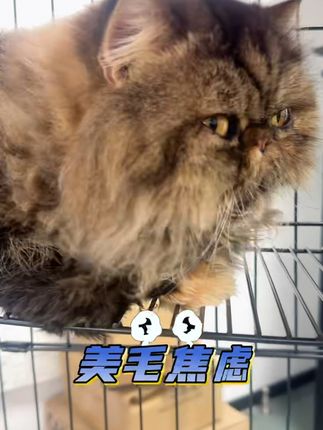 猫咪爱上鸭肉!兰夏猫粮,养出健康毛色肠胃好~ #咖啡猫 #猫咪的迷惑行为 #猫咪健康 #兰夏猫粮