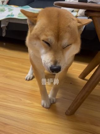 辅酶Q10已经成为宠物日常基础必备了,一定要及时养护起来~ #新手养狗 #辅酶q10 #科学养宠攻略