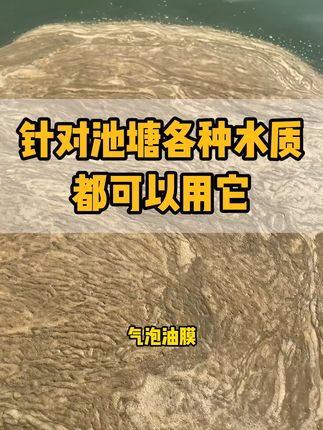 气泡油膜 蓝藻,水浓绿。针对池塘各种水质,都可以用上这款高浓缩粪肠球菌。#水产养殖 #高密度养殖 #水产人 #粪肠球菌 #水产养殖技术