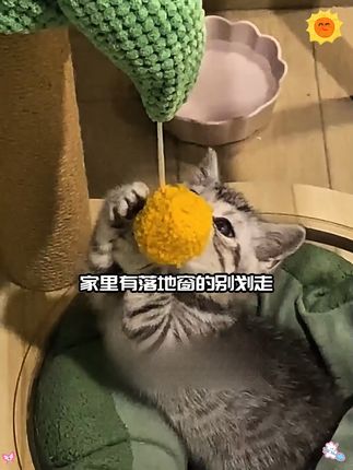 小空间大享受,猫咪专属夏日凉爽天地! 家里养了猫咪一定要准备一个这样的活动区!它会很喜欢!