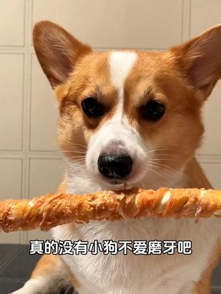 真鸡肉、真牛皮 #磨牙棒 #狗狗磨牙棒 #萌宠好物 #宠物零食