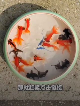 养鱼必备!小鱼饲料包邮到家,轻松养出活力龙睛金鱼 冬天养鱼总担心运费高?这款饲料包邮到家!#萌宠好物#观赏鱼#养鱼日记#鱼粮#水族世界