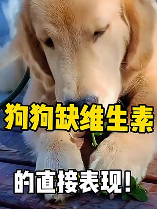 宠物营养全搞定!猫咪狗狗都能用,不满意就退! 这个营养剂真的太好用了!我家狗狗自从吃了它之后就很少生病了。现在有运费险活动,不放心的宝子们也可以先试一下哦##养狗人 #狗狗 #养狗经验分享 #金毛