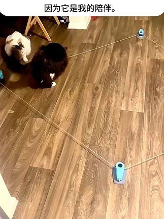 小猫自己宅家也不无聊了 宠物用品有运费险了!买回去不喜欢或者不合适都可以退掉啦~#猫咪#萌宠好物#养猫人#萌宠出道计划#逗猫神器