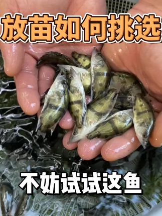 还在为不知道养什么鱼发愁吗? 不妨来看看这个鳜鱼,它是我国四大名贵鱼种之一,经济营养价值都是很高的一年能长2-3斤左右,更有甚者能长到5斤左右!#鳜鱼 #鳜鱼季 #鳜鱼苗 #水产养殖 #农村养殖