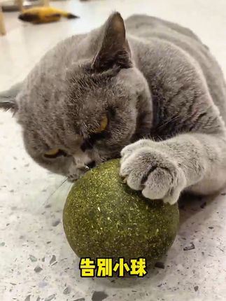 猫咪自嗨神器!超大猫薄荷球,解闷必备 这个小玩意儿真的太好玩了!我家毛孩子很喜欢,每次都能玩好久~#猫咪#萌宠好物#养猫人#猫咪日常#你难道不想拥有一只猫咪吗