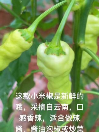 辣到过瘾!云南新鲜薄皮椒,厨房必备神器 #总有一种味道能让你想起故乡 #这家店回头客超多 #夏季穿搭 