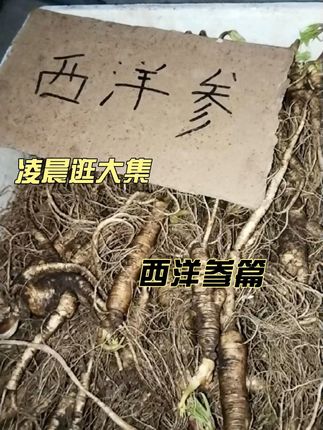 凌晨逛大集,看看放山的西洋参 秋冬养生好物!有需要的朋友抓紧囤起来吧~#西洋参 #西洋参片 #西洋参片泡水 #养生 #养生就是养健康