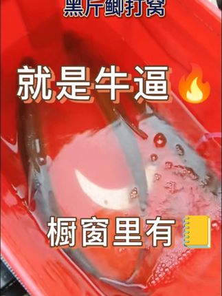 十几个钓友都不上鱼就钓友黑斤鲫打窝连竿!这就是效果! #钓鱼的乐趣只有钓鱼人懂 #钓鱼饵料窝料小药 