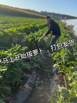 新鲜萝卜直送!东北现拔脆嫩多汁 今天又是一个忙碌的一天!下午去地里收菜了!感谢大家的支持!!#新鲜采摘#脆甜多汁#农产品#现拔现发#各省有自己的丰收美食