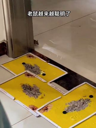 家里老鼠乱窜?这款驱鼠凝珠搞定一切! 家里有小动物总担心被咬?试试这款驱虫好物!#强烈推荐 #好物推荐🔥 #驱鼠 #驱鼠魔盒 #老鼠 老鼠