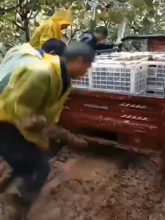 猕猴桃香甜多汁,皮薄肉厚,坏了包退! #把锦绣江山搬上餐桌了 #猕猴桃好剧必看 #助农 #不容易 #带标记发抖音享现金激励 