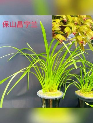 兰花爱好者必看!云南农家自养蜜香兰花,四苗两芽彩瓣红舌太惊艳 #兰花 #白月光不一定是人 #与辉同行甘肃行