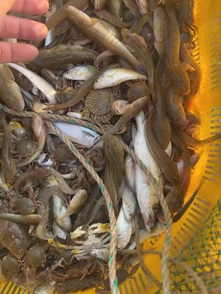 海边鲜味直达家!鲜活沙光鱼,一口鲜美难忘! 新鲜海捕沙光鱼,质量杠杠的,速冻真空发顺丰