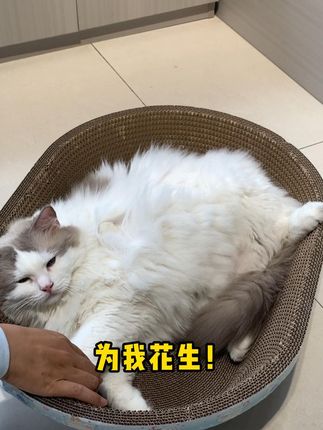 姨姨们,我躺在这个窝窝里真的一点也不胖~~ 能睡能抓的超大猫抓窝来啦~#猫咪的迷惑行为 #猫抓板 #猫窝 #萌宠出道计划 #养猫好物