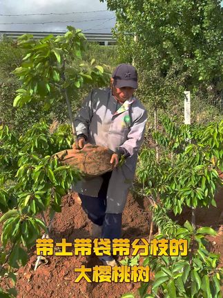 车厘子树苗到手轻松养,原土原袋顺丰打木架包邮发货! 今天下午发货了!有需要的朋友抓紧下单吧!原土原袋顺丰打木架包邮发货,成活率不用愁!#坐乌篷船采荷花了 #花会枯萎但爱永不凋零 #手作压花把七夕的浪漫玩明白了 #用甜筒花束拿下七夕送礼难题 #拥有超大艾莎玫瑰的人一定很幸福
