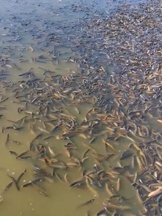 高温天气投喂量大,本身是水就容易浊,调水产品用的不对,会导致池塘当中水质更加容易混浊,鱼虾也会吃料不稳定。这个时候推荐大家使用赛美康的高浓缩粪肠球菌。#水产养殖 #鱼虾蟹养殖 #粪肠球菌 #水质净化