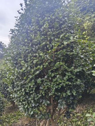 庭院里怎能少了一棵优雅的茶梅树! 想让院子四季有花?这种植物开花超美!#花卉绿植#优质种苗#盆景#别墅庭院植物#好看的花分享给好看的你