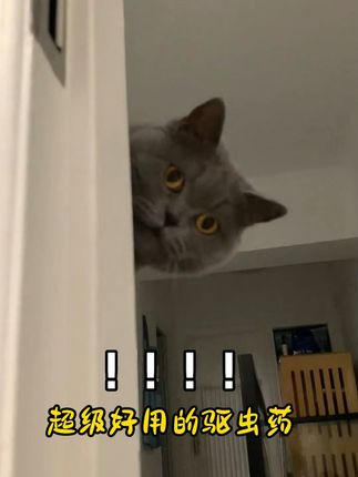 每月一次的驱虫时间到了! #猫咪 #狗狗 #驱虫 #傻猫 #万物可爱计划