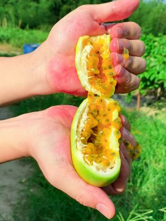 【极品果王-100g以上】钦果9号百香果现摘现发新鲜水果应季 #优质农产品 #百香果 #应季新鲜水果 #夏季水果 #孕妇水果