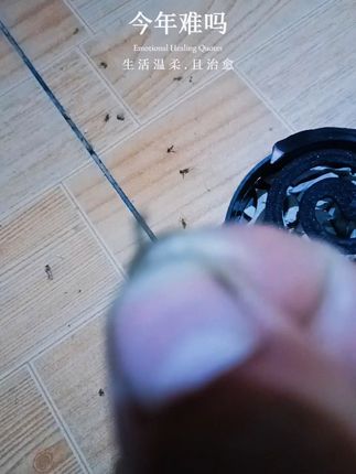 夏日必备!告别蚊虫叮咬,轻松享受宁静夜晚 家里有小孩老人的一定要备上这个!晚上睡觉前点燃一盒,安安心心睡大觉!