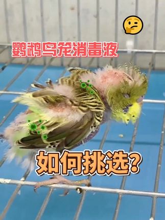 宠物鸟笼干净无味的秘密武器。 #鹦鹉 #养鸟经验分享 #鸟笼清洁 #鹦鹉日常 #鹦鹉小白 L