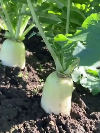 种菜总担心品种不好?试试这四种优质蔬果!